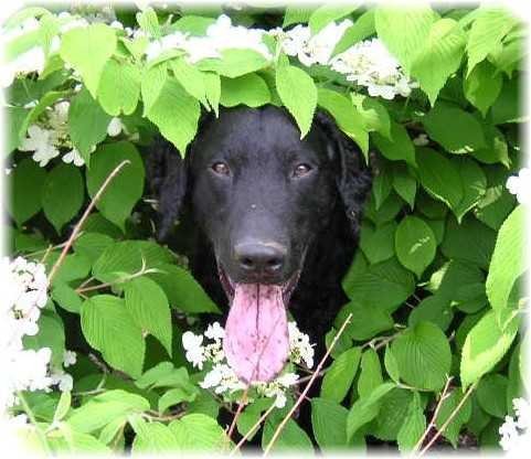 Plantas tóxicas para animais