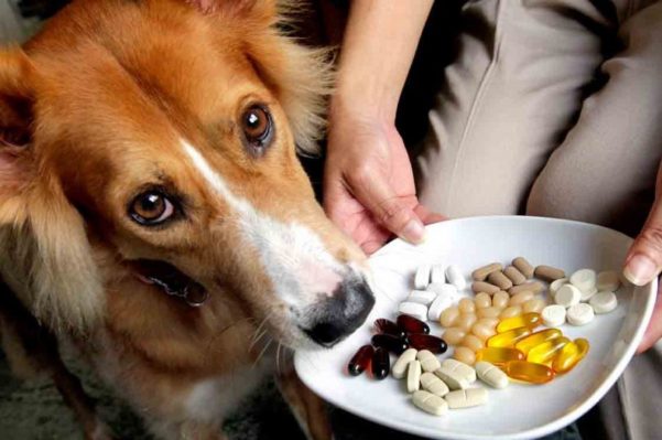 Suplementos para pets