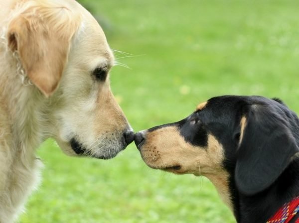 Socializando cães