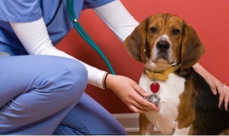 Detecção de câncer em cães