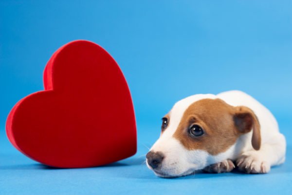 Risco de infarto em cães