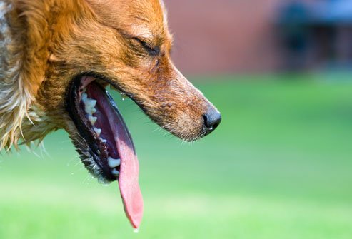 Cão respirando rápido demais