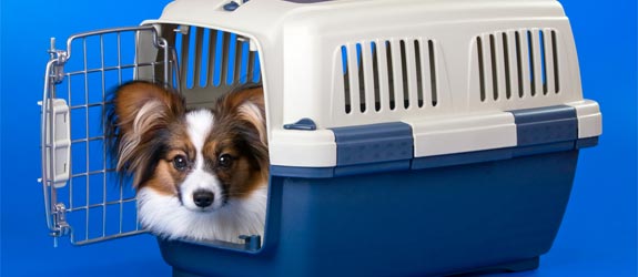 Transportadora de animais de estimação