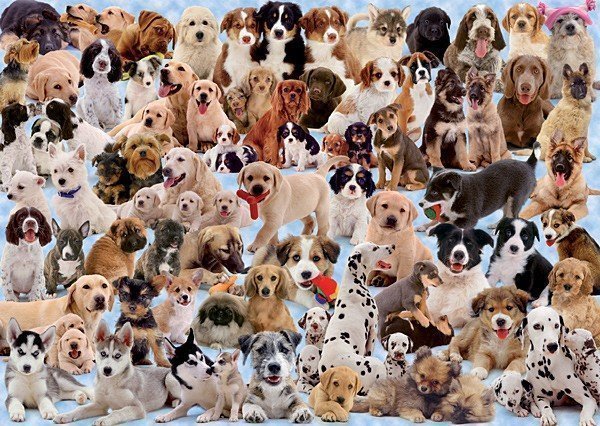 Como é ter um cão