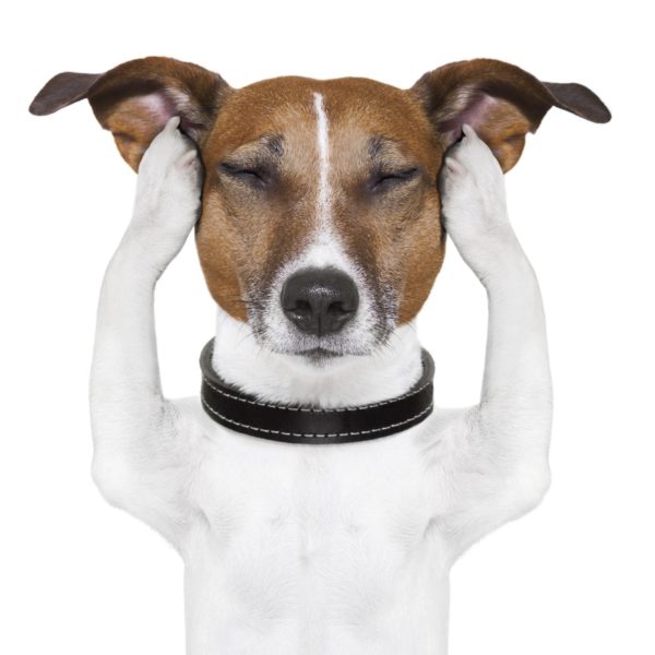 Perigos da otite em cães