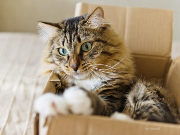 Como conquistar o seu gato