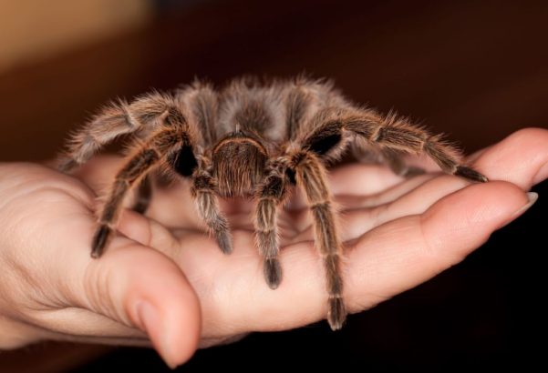 Aranhas como bichos de estimação