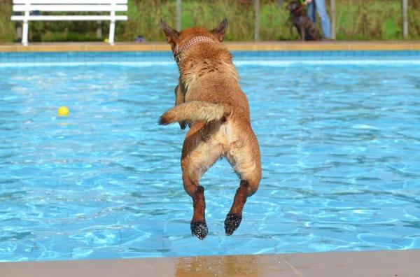 Cães sentindo calor