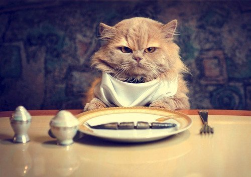 Como alimentar seu gato obeso
