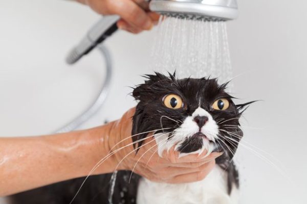 Motivos para gatos não gostarem de banho