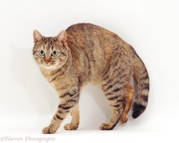 Posição do gato