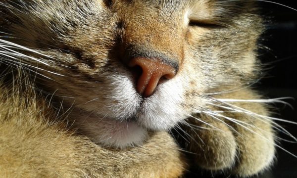 Como os felinos se comunicam