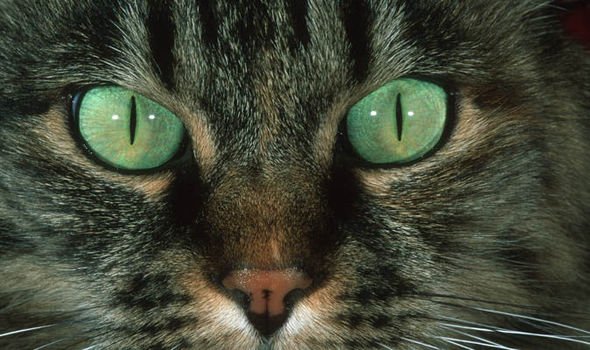 Mensagens não verbais dos gatos