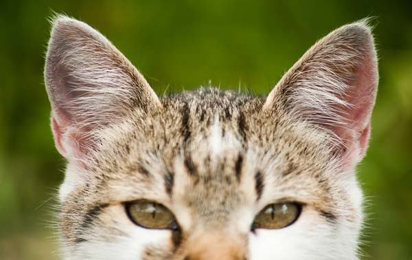 Como gatos se comunicam pelas orelhas
