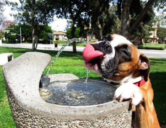 Cuidando de cães no calor