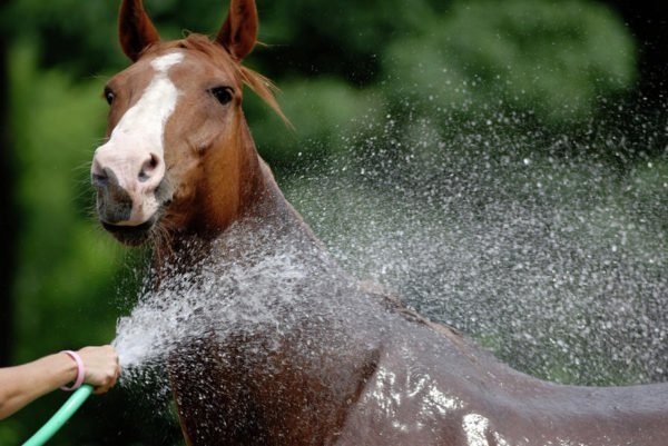 Como dar banho em cavalo