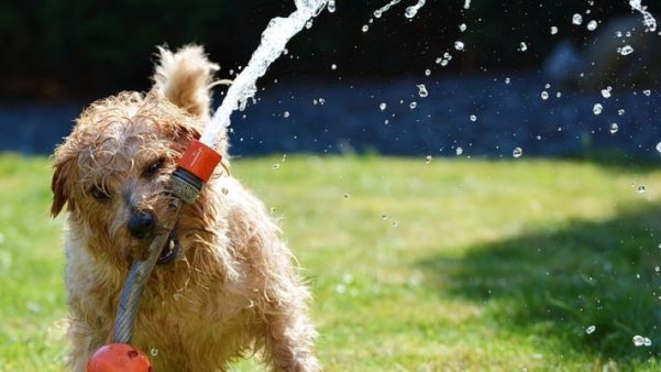 Lições de vida dos animais de estimação
