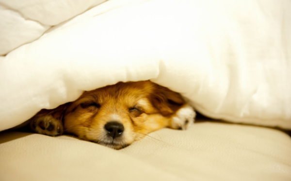 Como fazer cão dormir