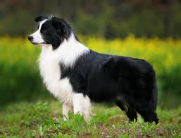 Foto Border Collie