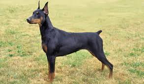 Foto Doberman Pinscher