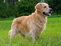 Foto Golden Retriever