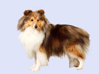 Foto Pastor de Shetland ou mini collie