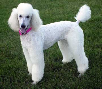 Foto Poodles