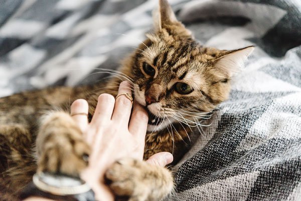 Mordida de gatos