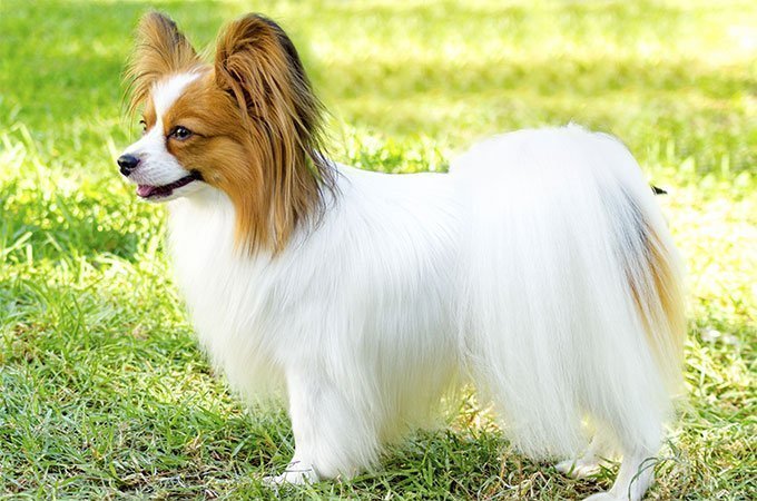 Foto Raça Papillon