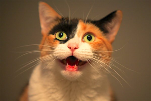 Gato miando muito