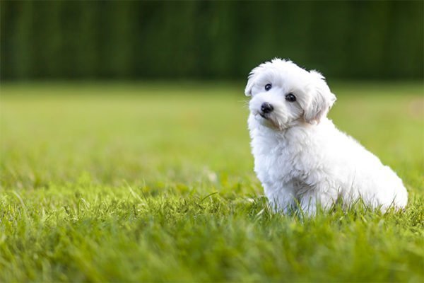 Tipos de pelos em cães