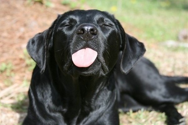 Cachorro e língua pra fora