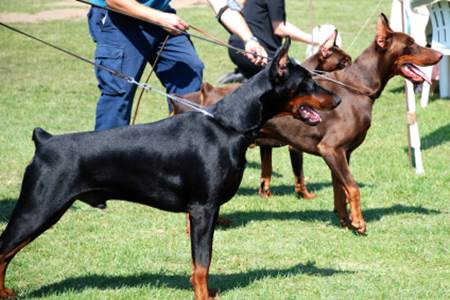 Tipos de pelos de cachorros