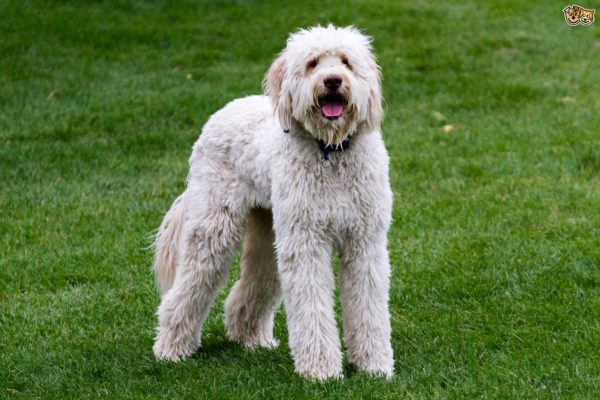 Tipos de pelagem em cães