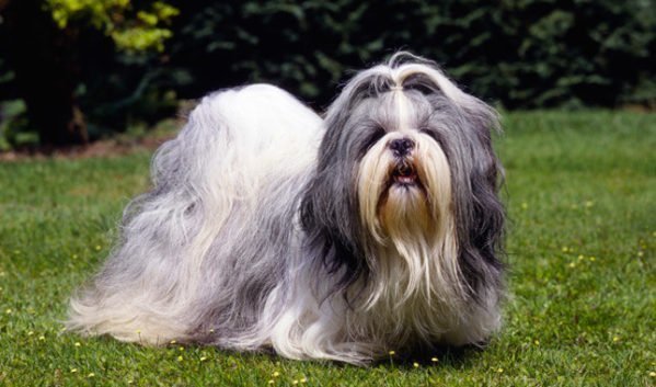 Tipos de pelos em cães