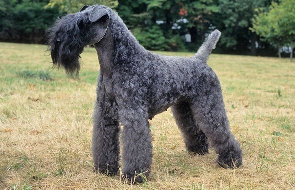 Tipos de pelagem em cães