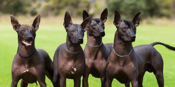 Tipos de pelagem em cães