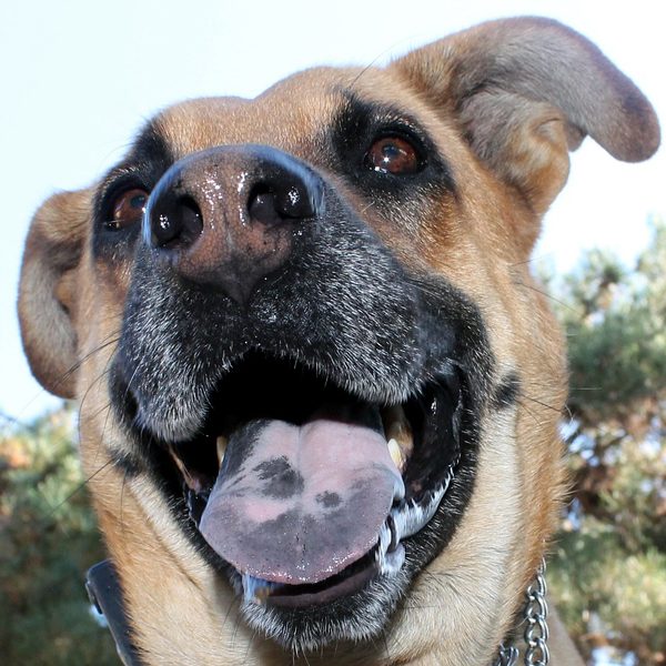 Cães de língua azul