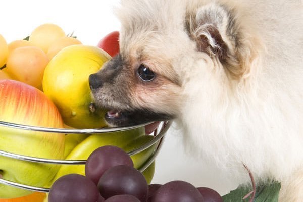 Frutas para cães