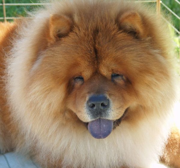Chow chow