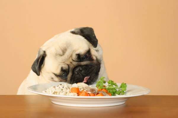 Alimentos para cães