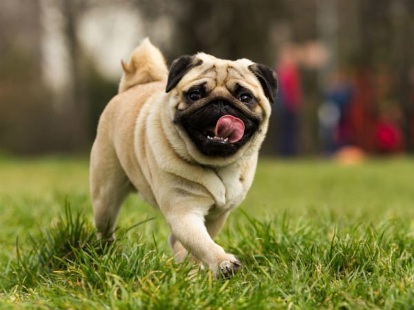 Energia dos pugs