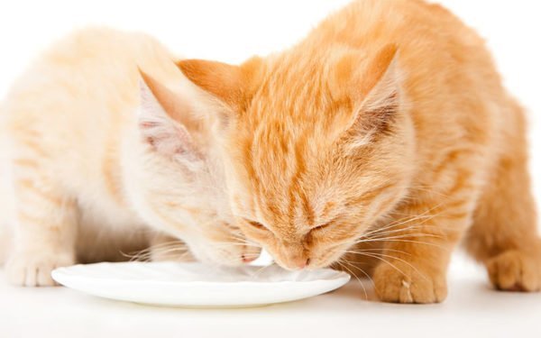 Gatos bebendo leite
