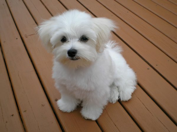 Cão maltês