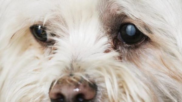Problemas dos cães malteses