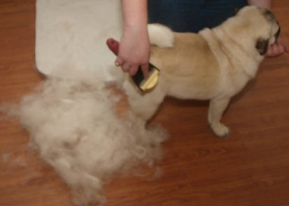 Pelos do pug