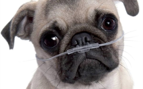 Problemas com pugs