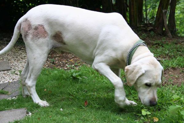 Sarna em cachorros