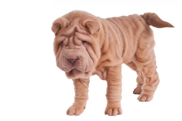 Cão sharpei