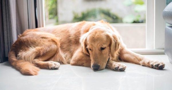 Cachorro amuado